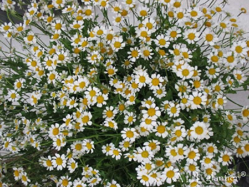 Matricaire P Victory Enke