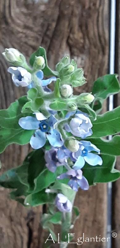 Oxypetalum Coeruleum