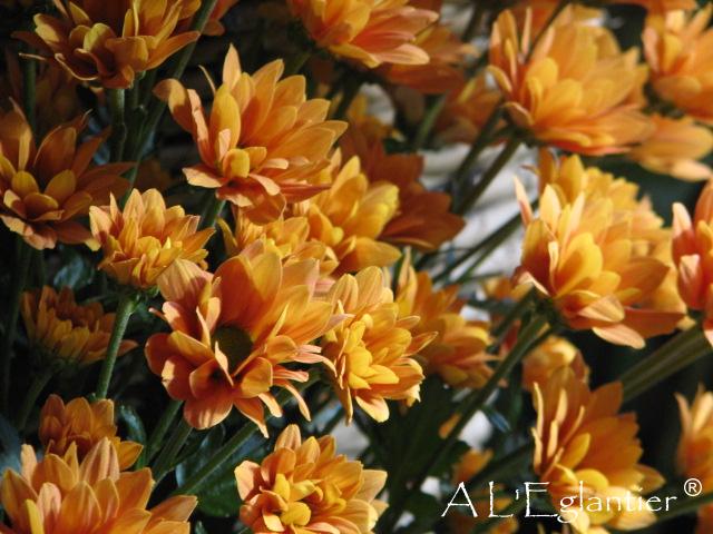 chrysantheme santini insta