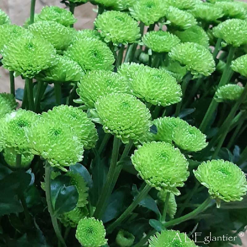 Chrysantheme Santini Country