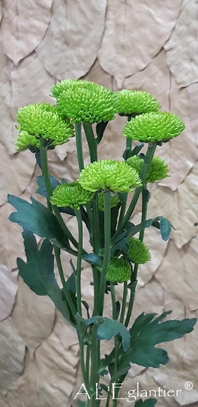 Chrysantheme Santini Whatsapp