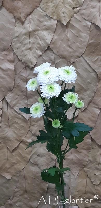 Chrysantheme Santini Ferry