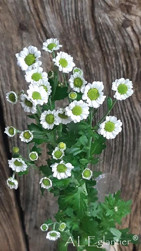 Chrysantheme Santini Madiba Lindi