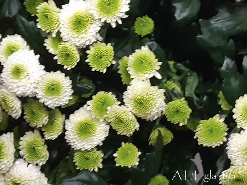 chrysantheme santini maverick With