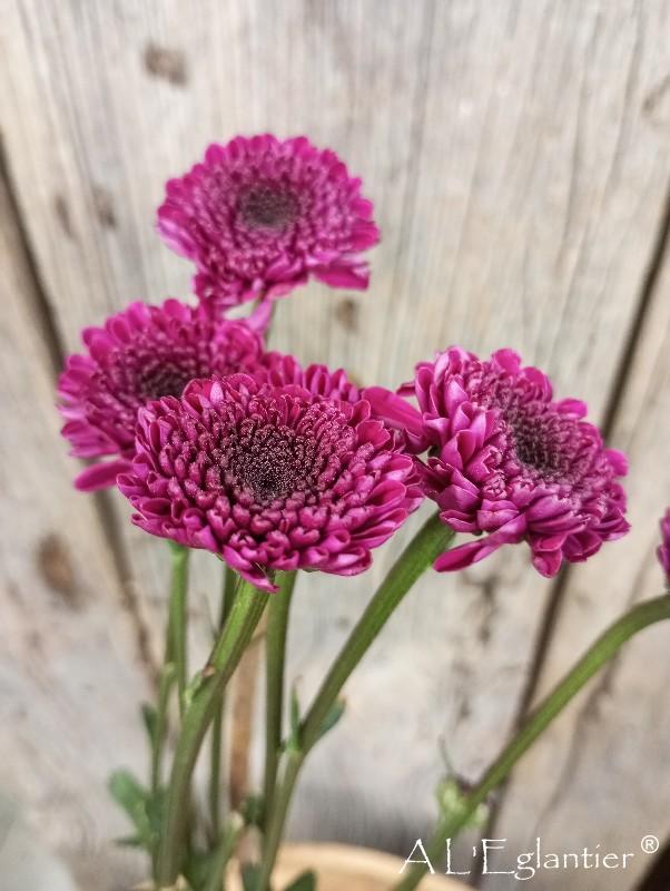 chrysantheme santini purple Uva