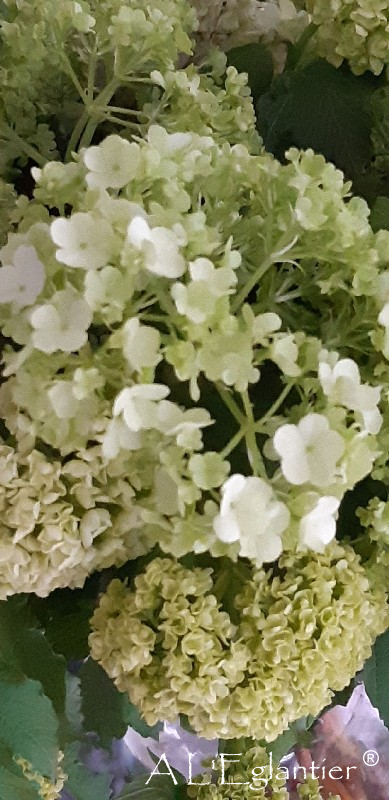 Viburnum Boule de Neige cote