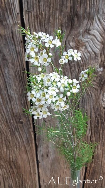 Wax Flowers Blanc