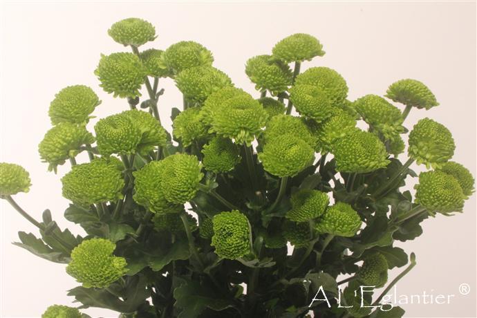Chrysantheme Deligreen