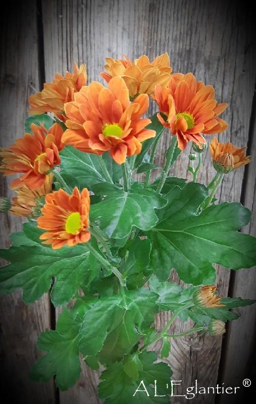 Chrysantheme T Managua Orange