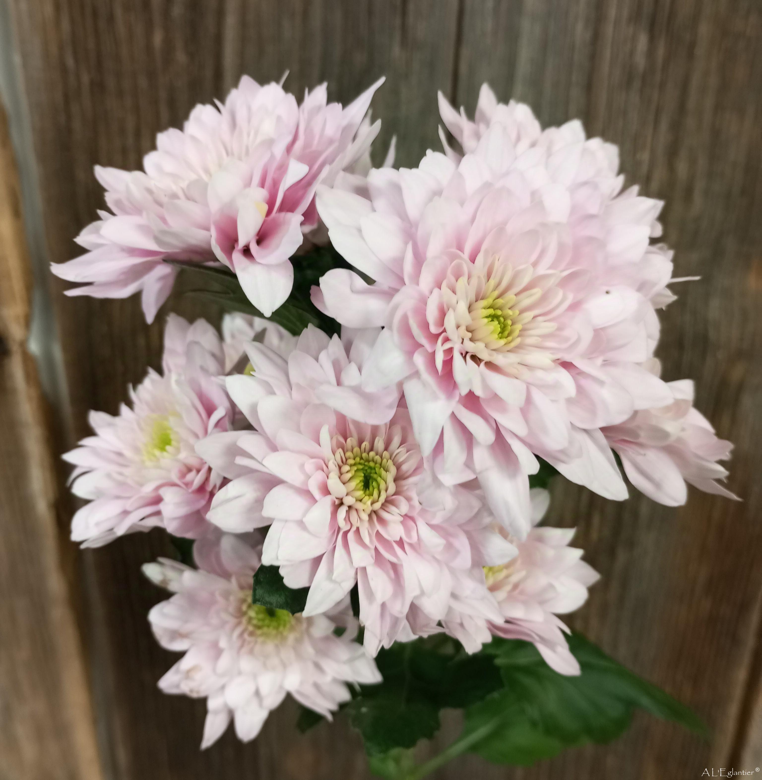 chrysantheme t pastela rose