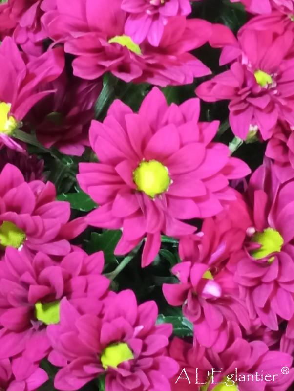 chrysantheme t purple star