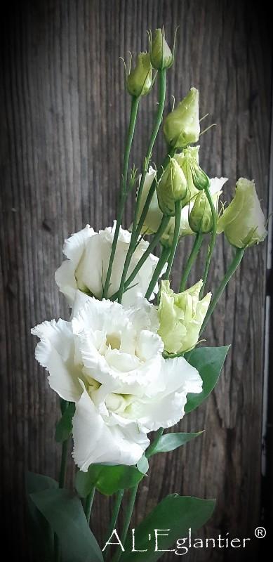 Lisianthus double Alissa white