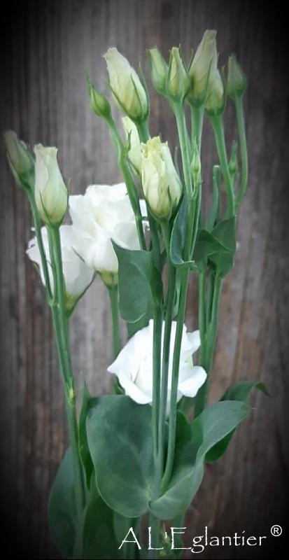 Lisianthus double rosita blanc
