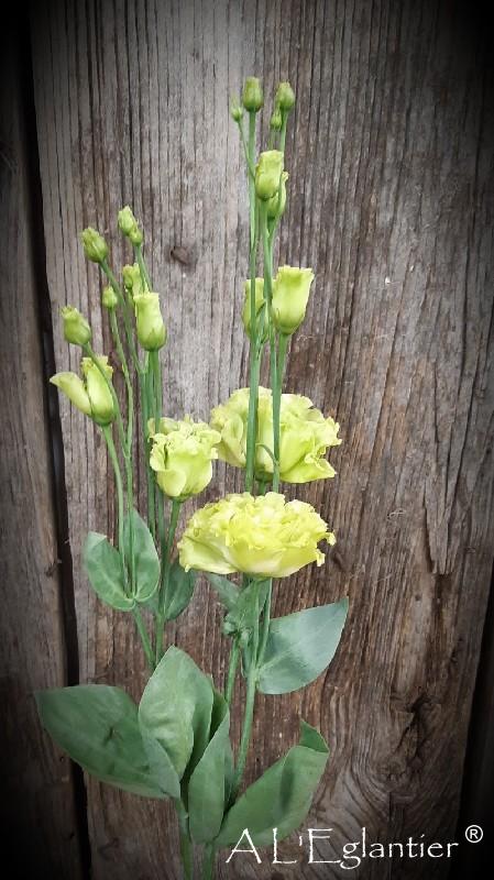 lisianthus double rosanne green