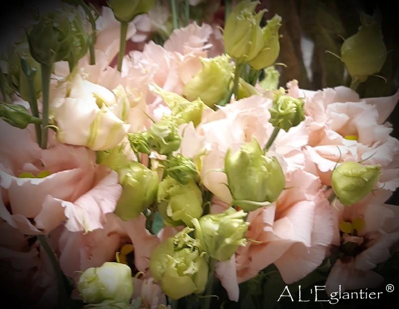 Lisianthus double alissa abricot