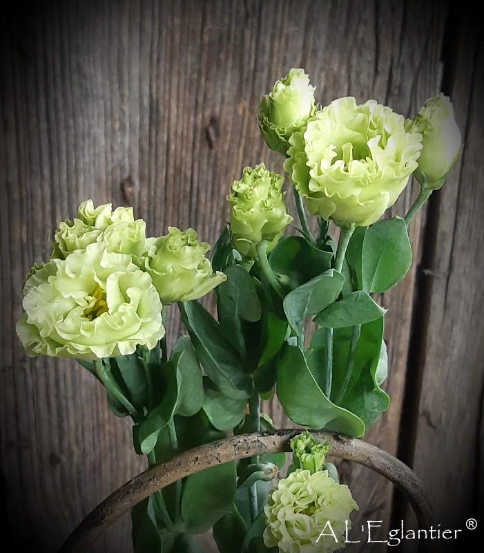 lisianthus double rosane vert