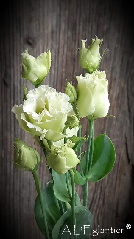 lisianthus double alissia vert