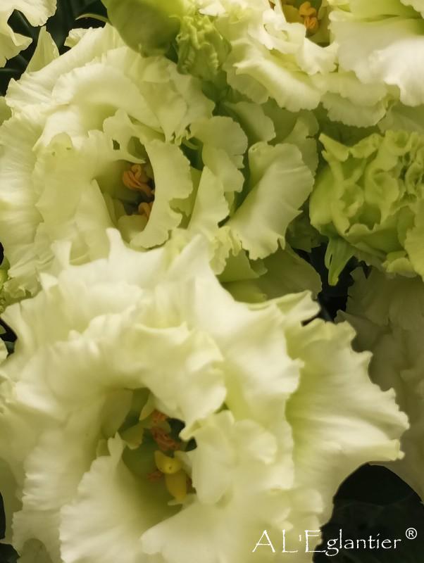 lisianthus double alissa vert