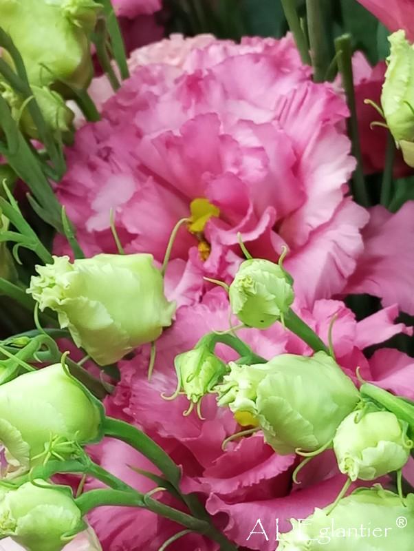 lisianthus double alissa rose pink