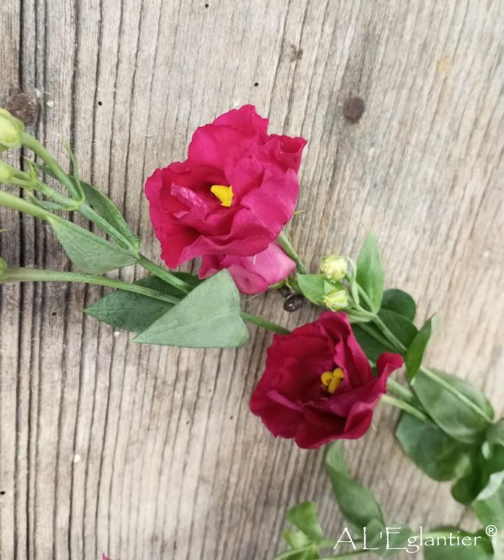 lisianthus double rosi rouge