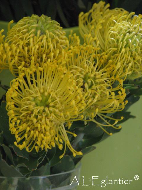Protea nutans jaune