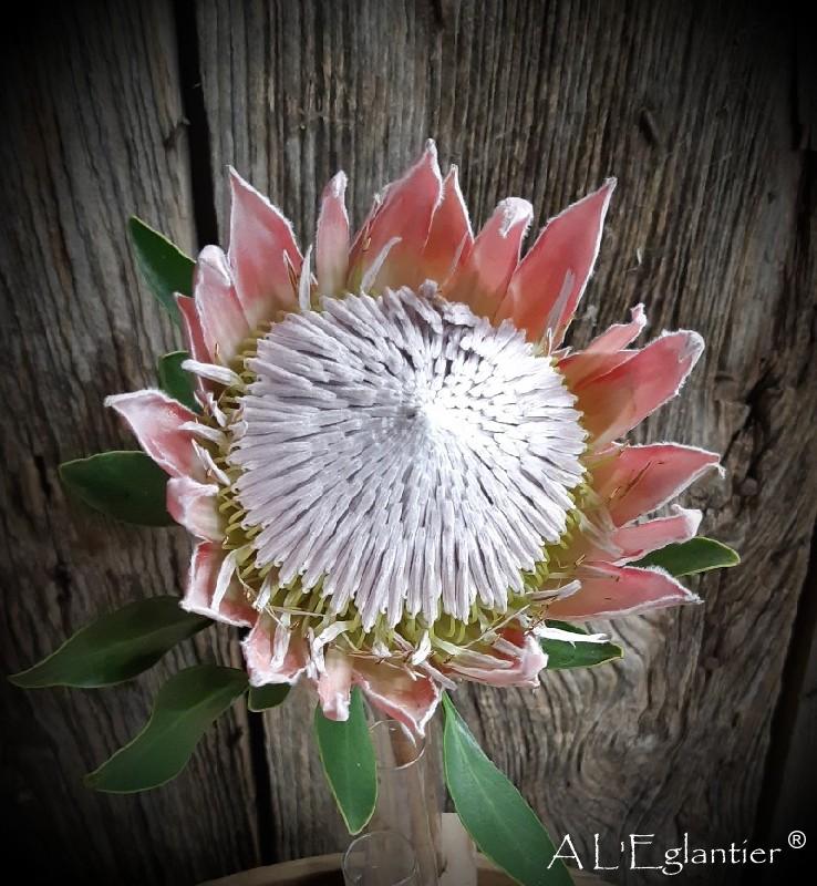 Protea Cynaroide