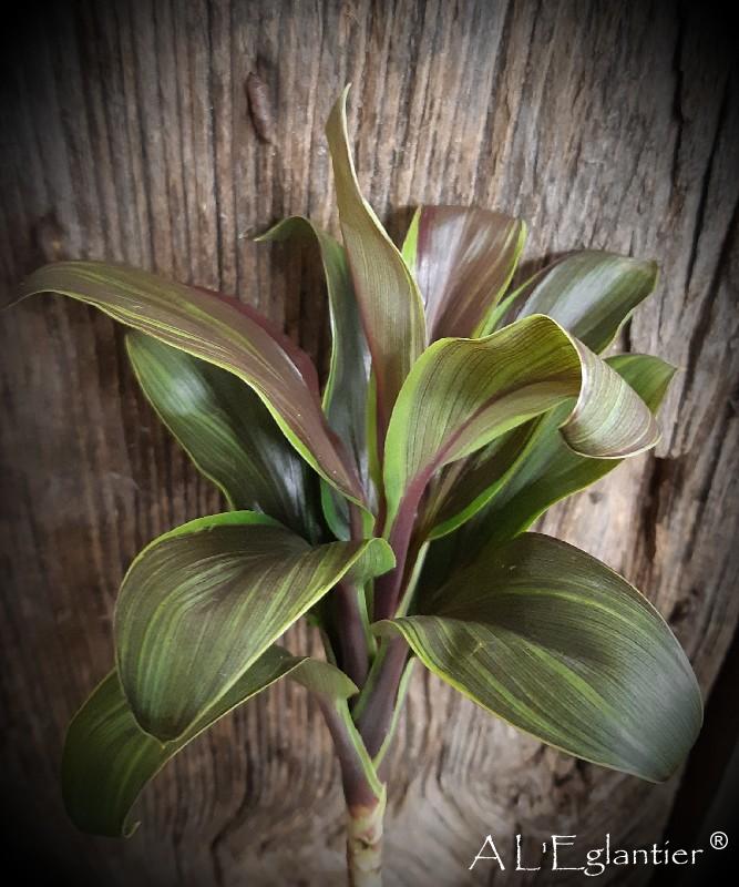 cordyline compacta verte