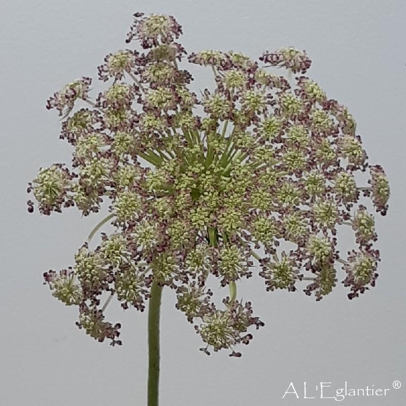 Daucus Carota Dara