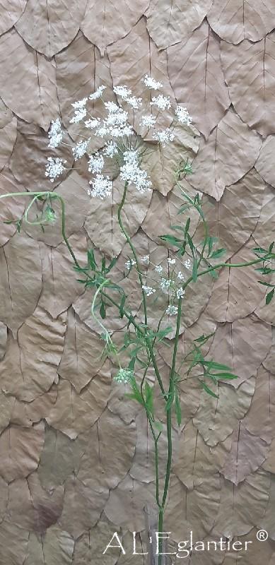 Ammi Majus Dille Blanc