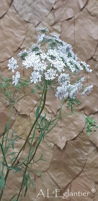 Ammi Majus Graceland