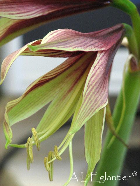 Amaryllis Sp Tango