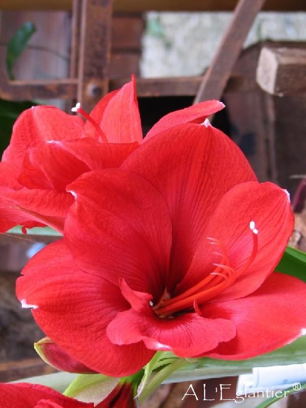 Amaryllis Red Lion