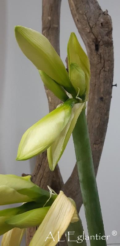 Amaryllis Mont Blanc