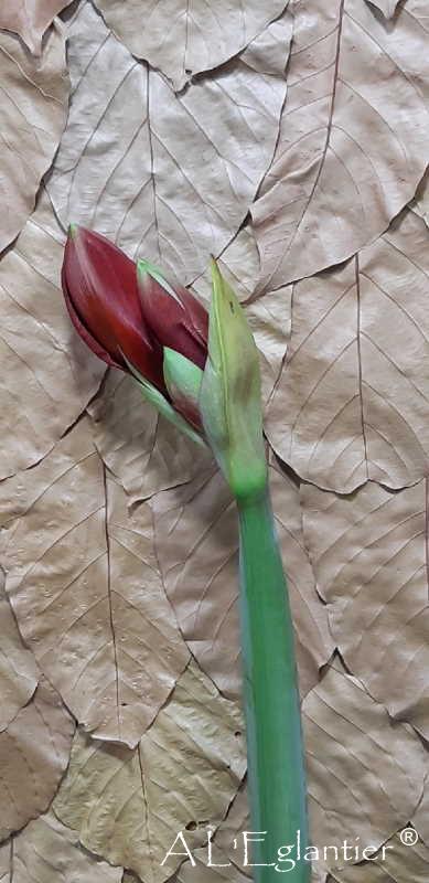 Amaryllis Ga Ferrari