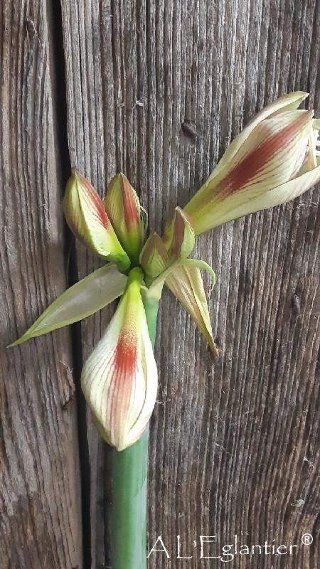 Amaryllis Ga Ambiance