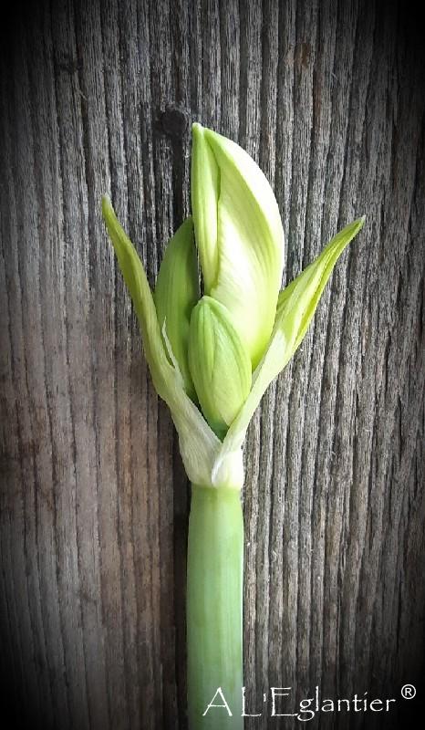 Amaryllis casablanca