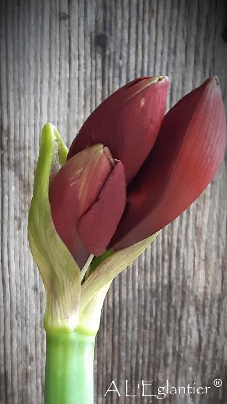 Amaryllis Liberty