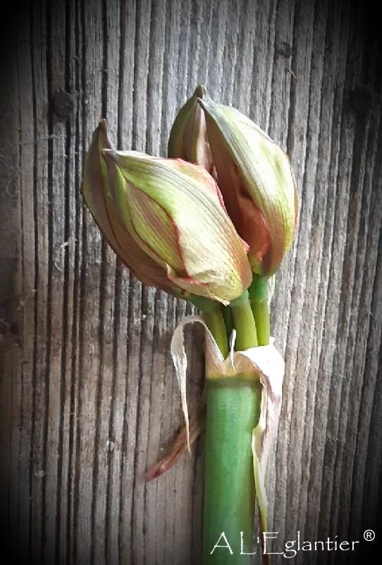 Amaryllis Ga Bentley