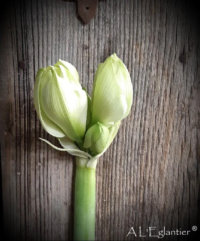 Amaryllis white sensation