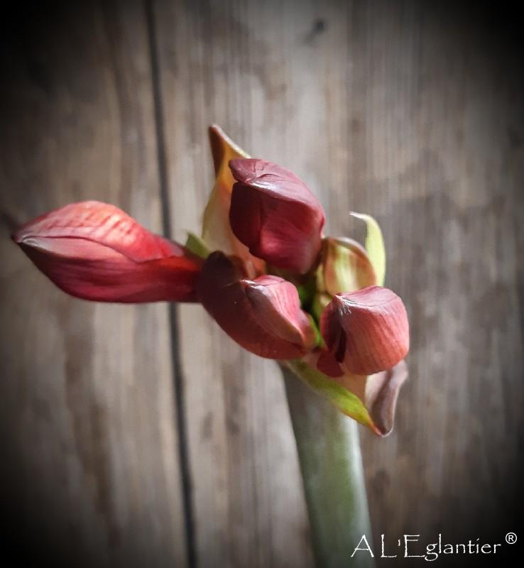 amaryllis mini rapido