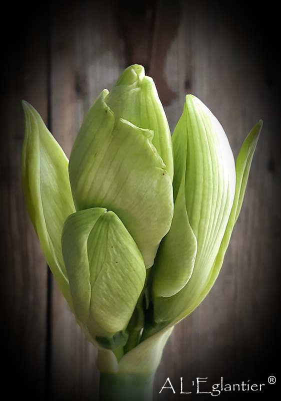 Amaryllis albarino blanc