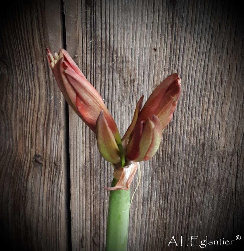 amaryllis ga Happy Valley