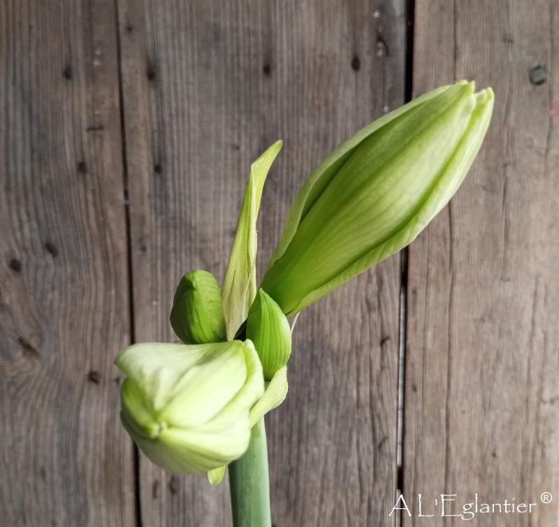 amaryllis Ga Polaris