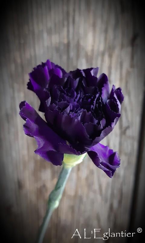 Oeillet Moonvista Dark Purple