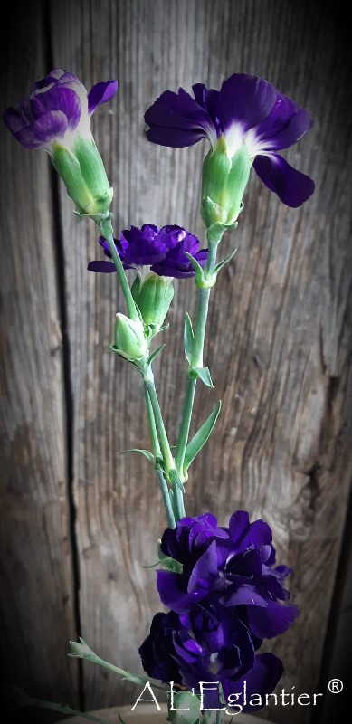 Mini Oeillet Fl Moonvelvet