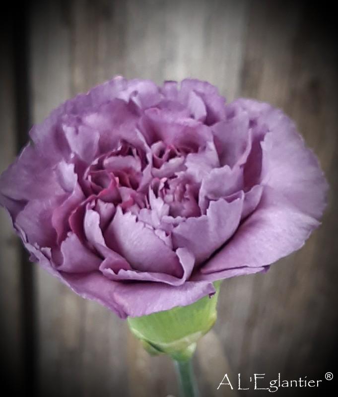 Oeillet col hypnosis sp