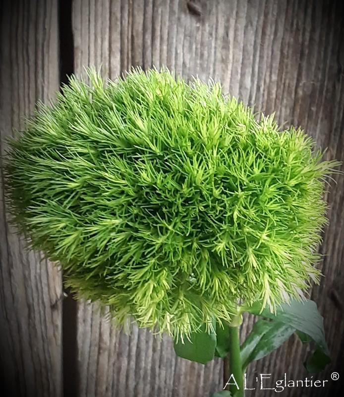 Oeillet green ball
