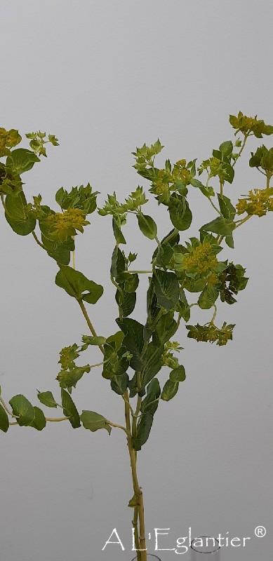 Bupleurum Rotundifolium