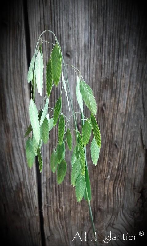 Chasmantium Latifolium