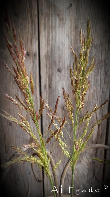 Panicum vio umbrella red